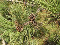 Red Pine